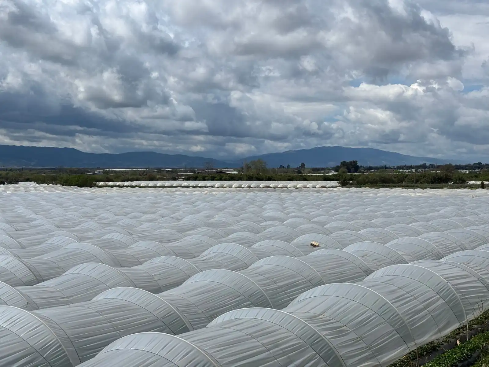 政企食堂整体承包模式下食材集采配送的成本优化方案